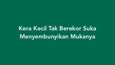 Kera Kecil Tak Berekor Suka Menyembunyikan Mukanya