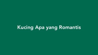 Kucing Apa yang Romantis