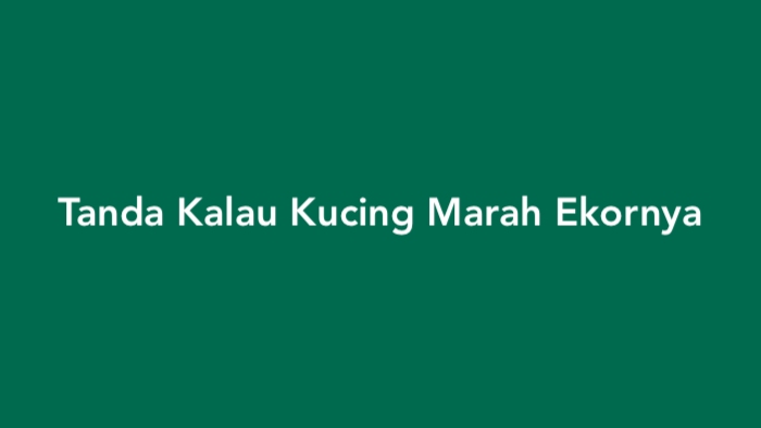 Tanda Kalau Kucing Marah Ekornya