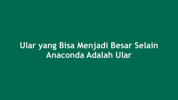 Ular yang Bisa Menjadi Besar Selain Anaconda Adalah Ular