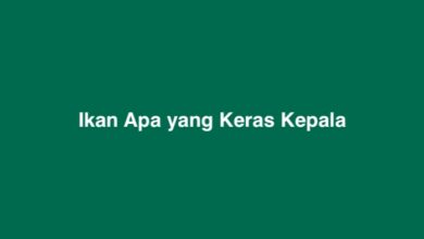 Ikan Apa yang Keras Kepala