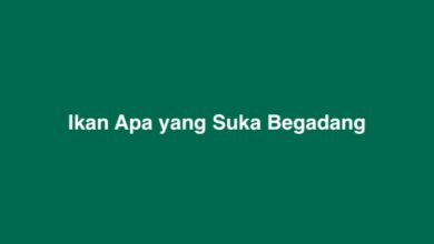 Ikan Apa yang Suka Begadang Tebakan