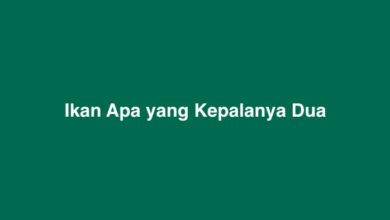 Ikan Apa yang Kepalanya Dua