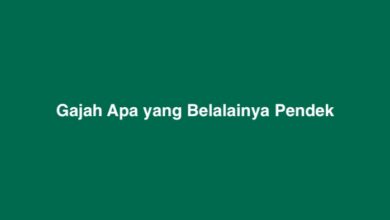 Gajah Apa yang Belalainya Pendek