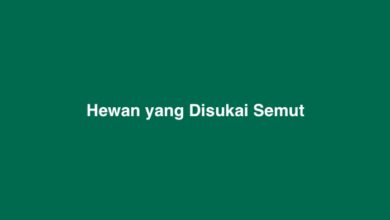 Hewan yang Disukai Semut