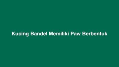 Kucing Bandel Memiliki Paw Berbentuk