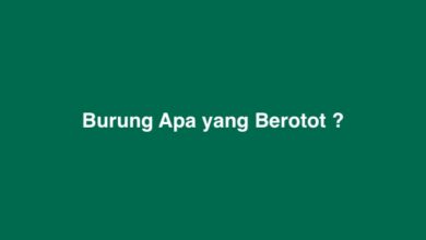 Burung Apa yang Berotot Atletis